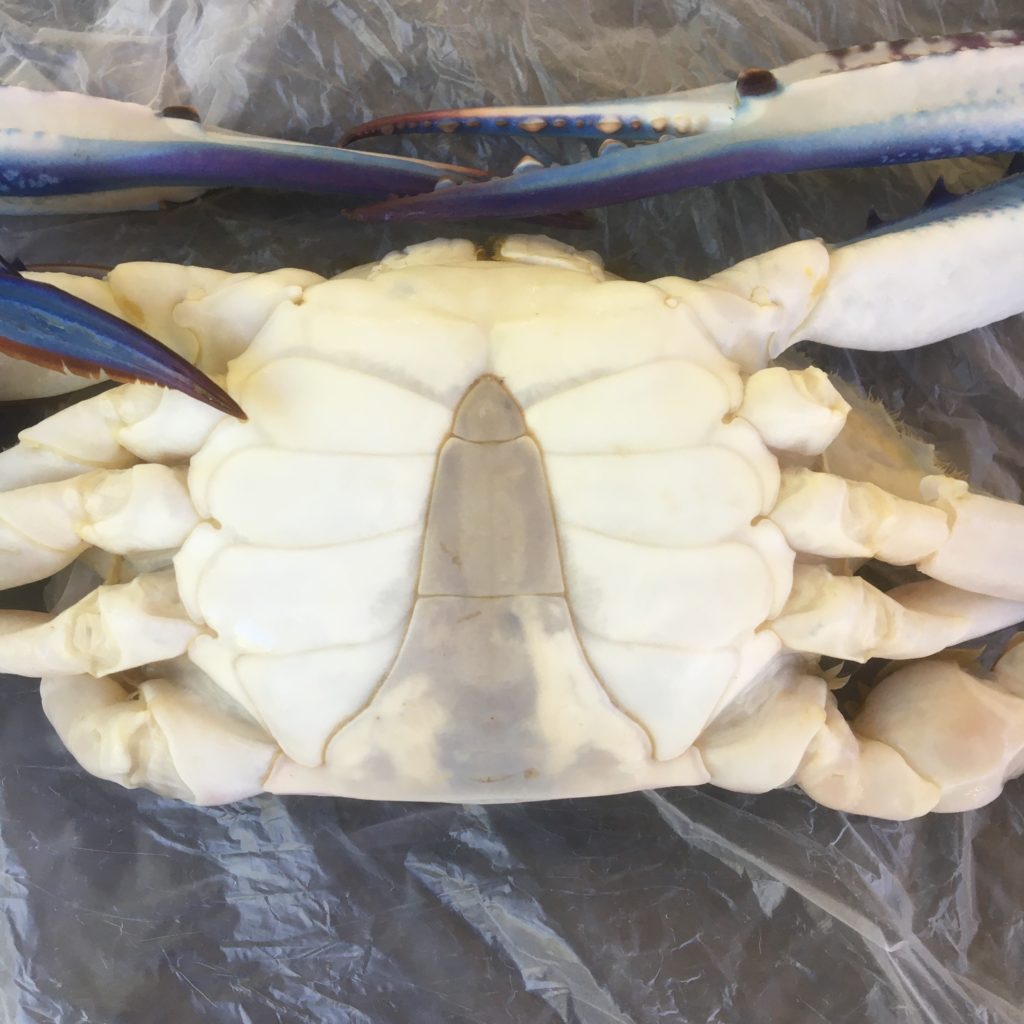 Abdomen of a Sand Crab, showing its tail.